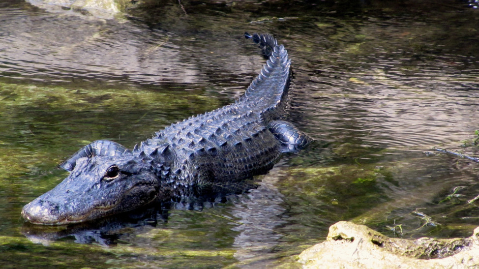 American Presidents John Quincy Adams and Herbert Hoover both owned pet alligators. (Photo by Flickr user Sue Slick under Wikipedia Commons license. April 18, 2014) 