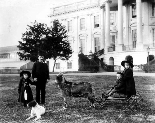 Benjamin Harrison, who was president from 1889 to 1893, had a pet goat that would pull his grandchildren around in a cart. (Library of Congress)