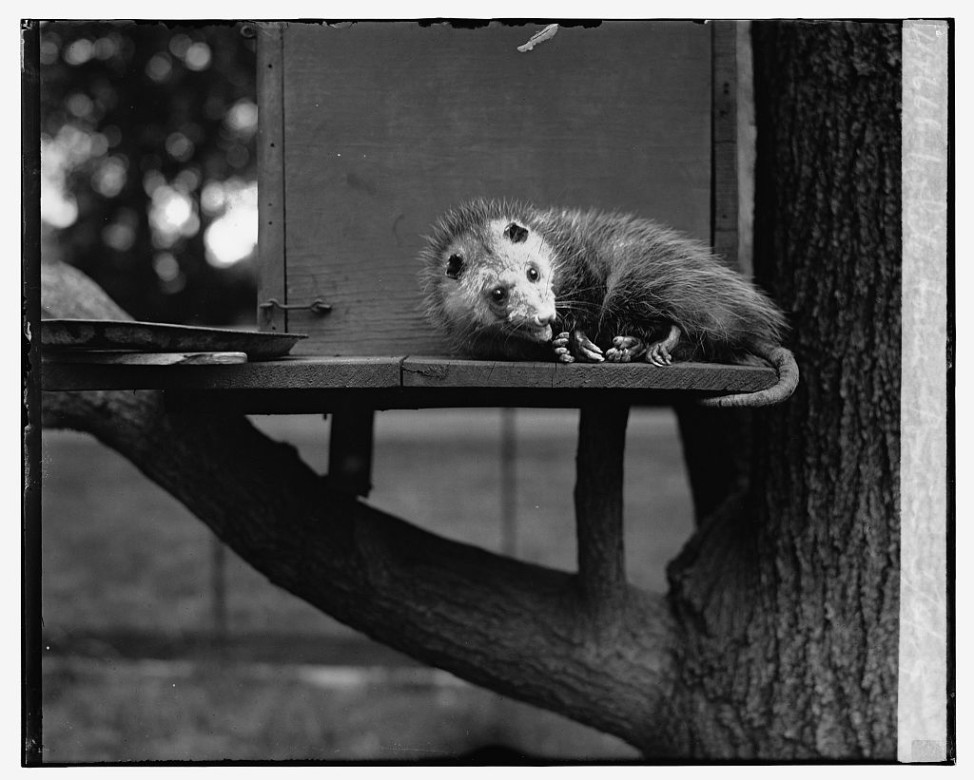Opossum adopted by Herbert Hoover, May 6, 1929. (Library  of Congress)