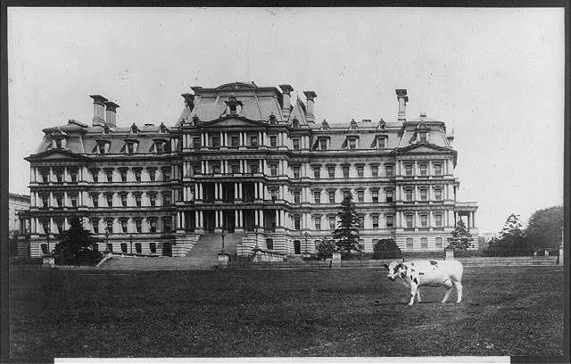 President William Taft's cow, Pauline Wayne, grazing on the lawn of the State, War, and Navy Building in 1909. (Library of Congress)