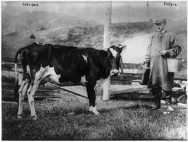 President Calvin Coolidge, who was president from 1923 to 1929, prepares to milk his pet cow in this undated photo. (Library of Congress)
