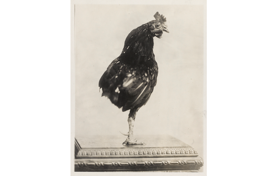 Teddy Roosevelt kept a one-legged rooster. (Library of Congress)