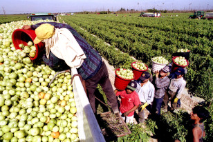 Migrant workers at Di'Mare farms in Florida City, Florida, load a truck with unripe tomatoes January 4 for shipment to a local packing plant. (Reuters)