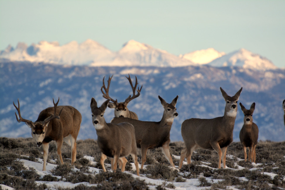 The federal government owns 48 percent of the land in the U.S. state of Wyoming. (Bureau of Land Management via Flickr)