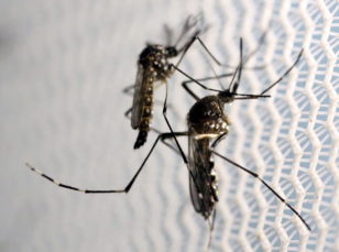 Aedes aegypti ağcaqanadlarının artımına münbit şərait yaradan əsas amil rütubət, gölməçələr, və üstü qapadılmamış su qablarıdır. Bu ağcaqanadlar malyariya və sarı qızdırmadan əlavə, son bir neçə ildə təhlükəli Zika virusunun daşıyıcılarına çevriliblər.