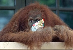 Pitri, orangutan berusia 7 tahun, sedang mengudap kacang di sebuah pusat rehabilitasi orangutan di Bukit Lawang (foto: AP). 