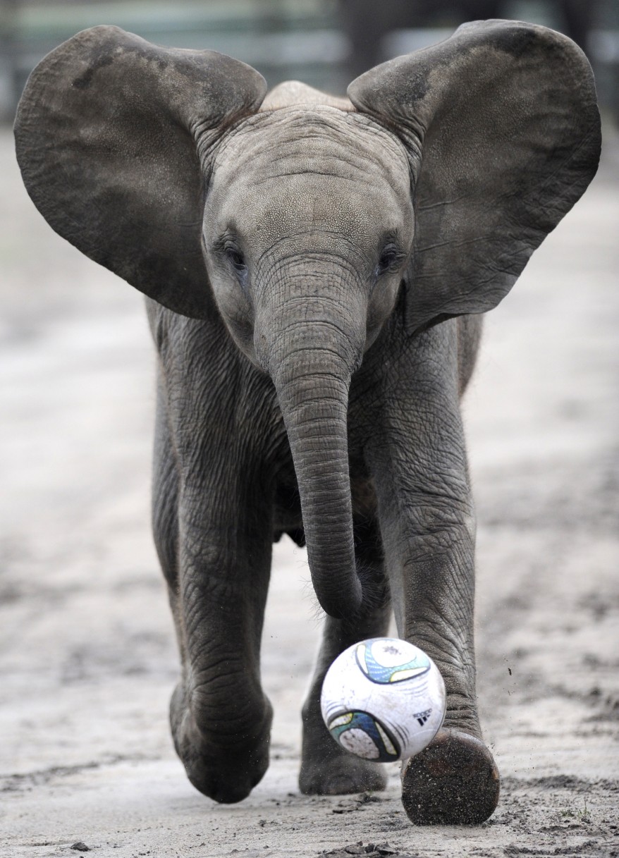 "Germany Elephant Football"
