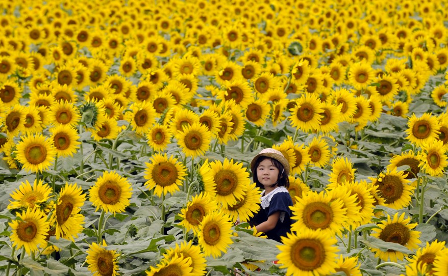 Japan Festival-Sunflowers