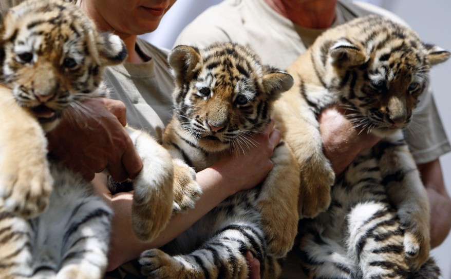 Budapest zoo-Bengals