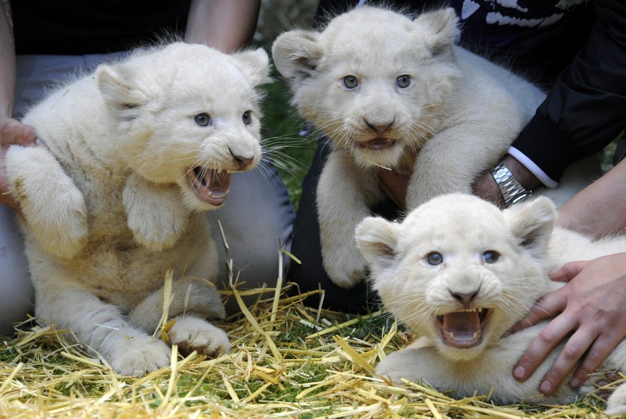 Germany-Lion Cubs