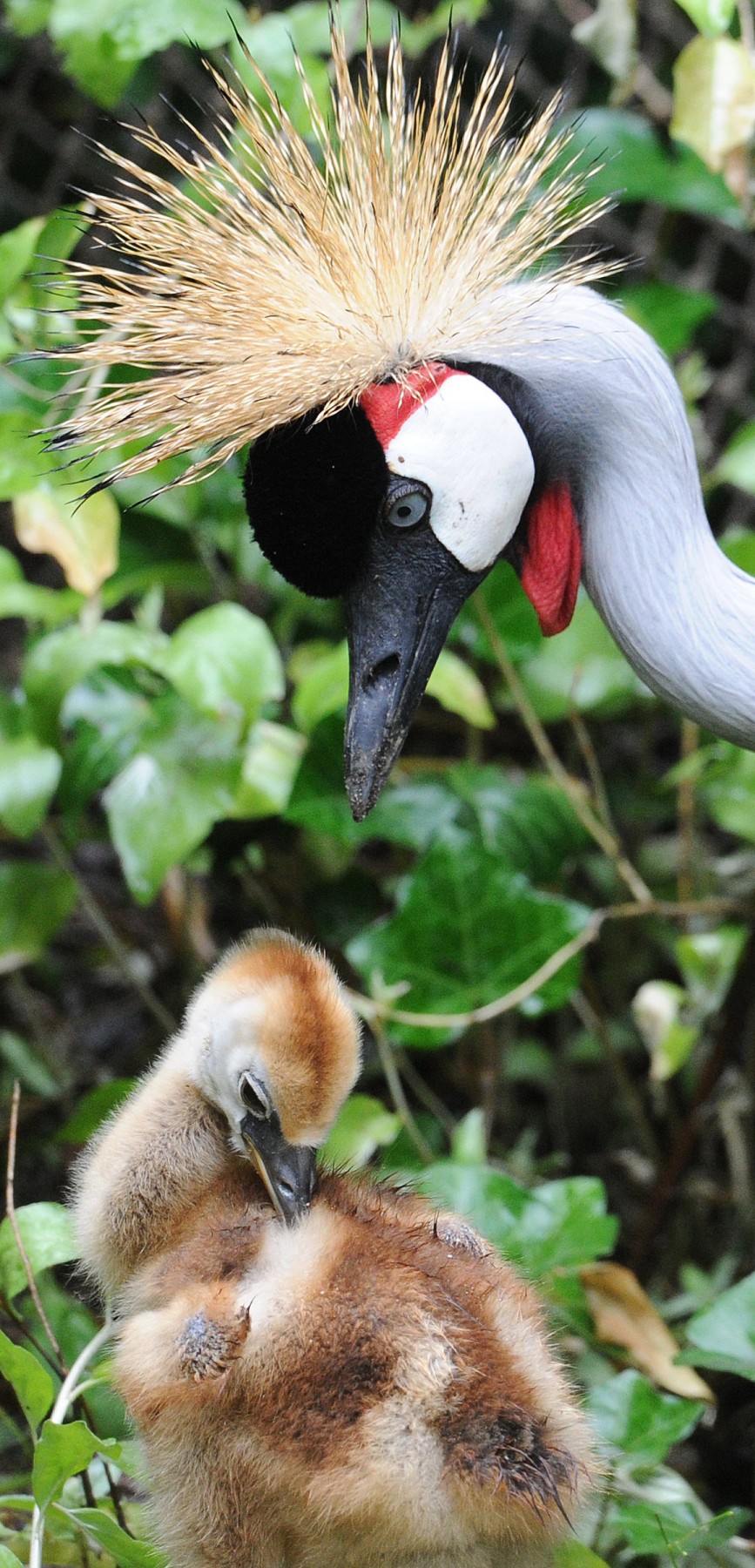 "Gray Crowned Crane"