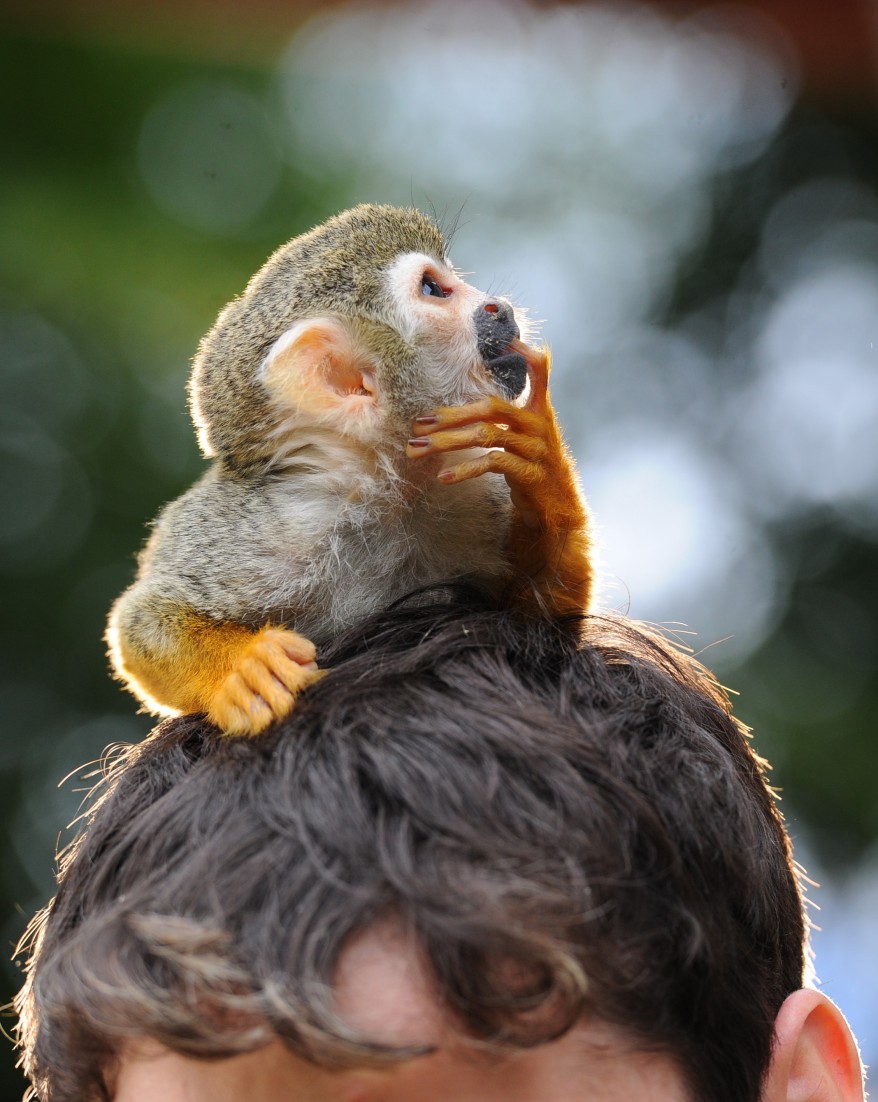 "Germany Squirrel Monkey"