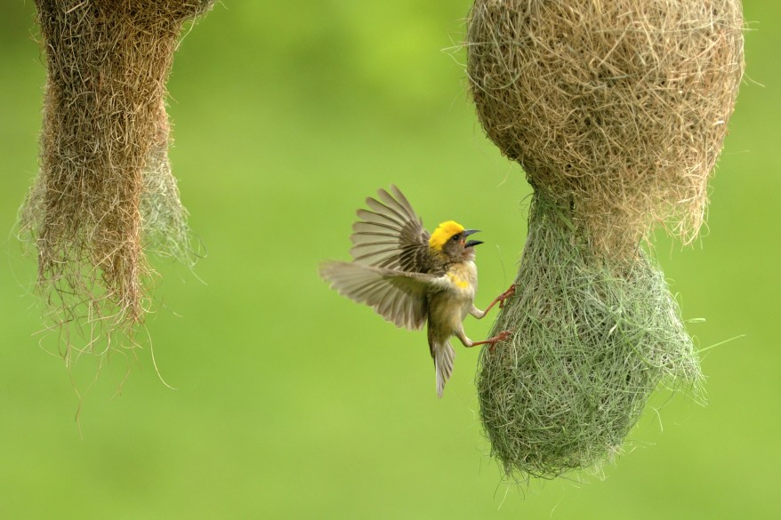 "Nepal Wildlife Weaver Bird"