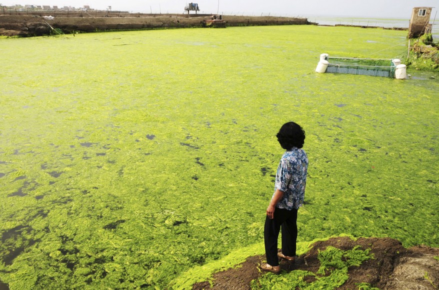 "China Algae"