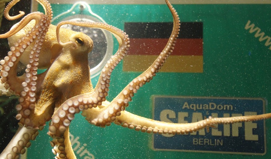 "Germany Octopus Ophira"