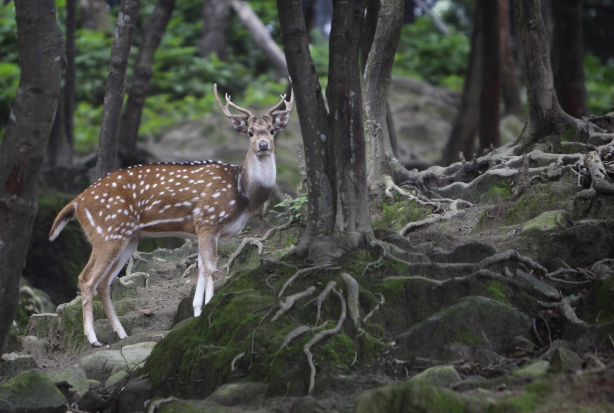 "Nepal Spotted Deer"