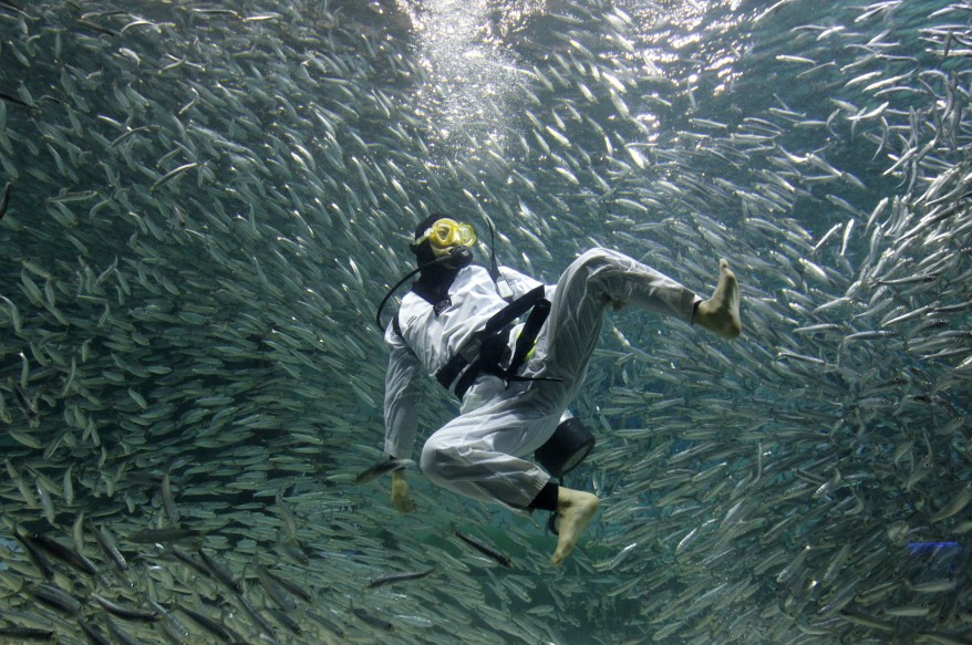 "South Korea Diver Sardines"