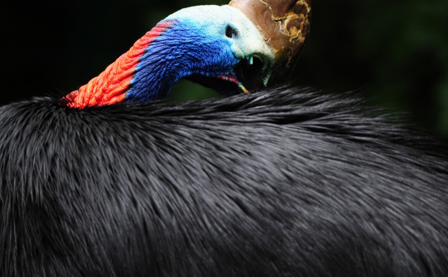 "Germany Zoo Cassowary Bird"