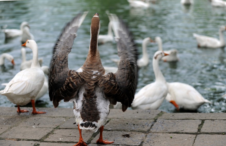 "Nepal Greylag Geese"