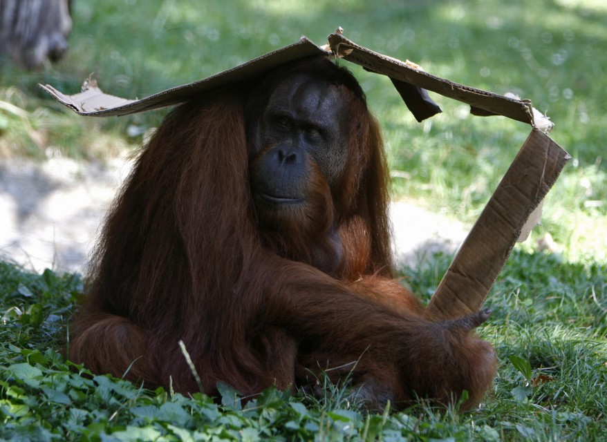 "Hungary Orangutan"