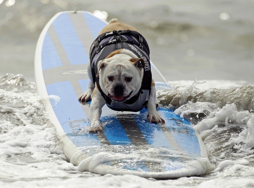 US Dog surfing