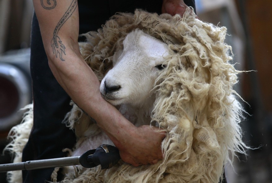 Sheep shearer Paul Lambert clips wool in a woodshed in Portobello near Dunedin, New Zealand. (Reuters)