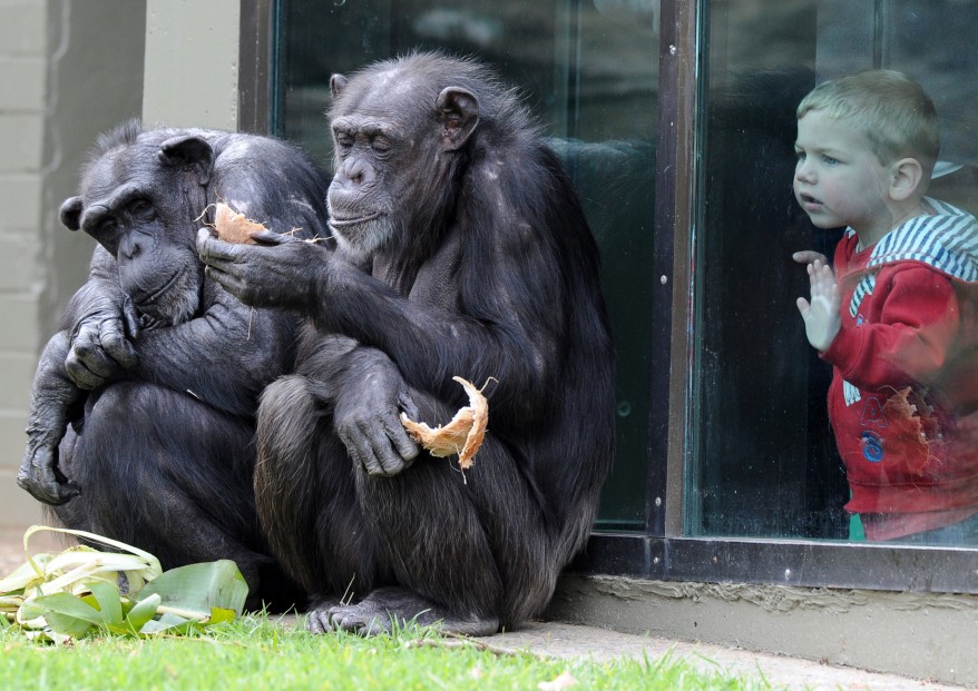 "Australia Chimpanzee"