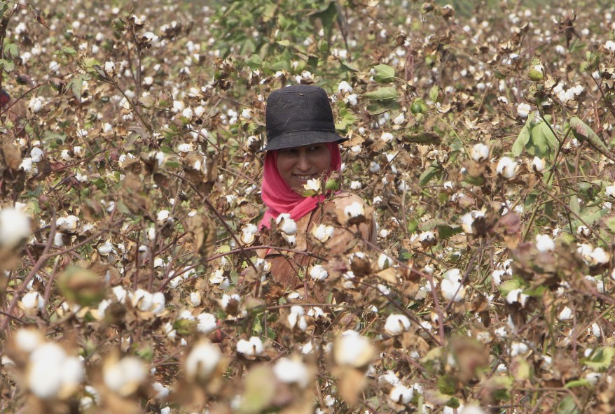 "Egypt Cotton Farm"