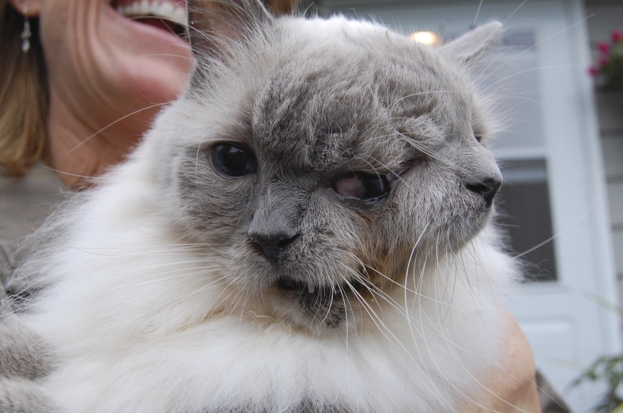 "Massachusetts Cat with Two Faces"