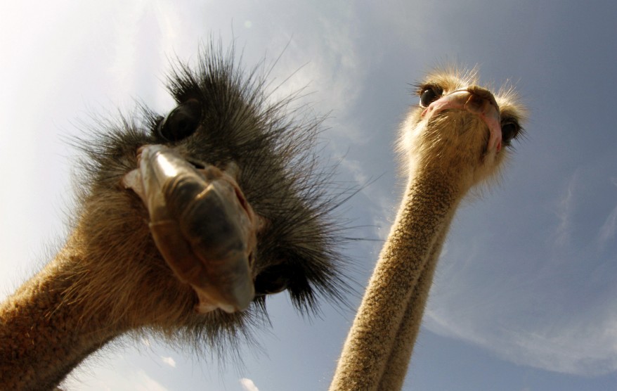 Spain_Ostrich
