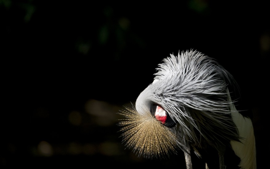 "Germany Grey Crowned Crane"