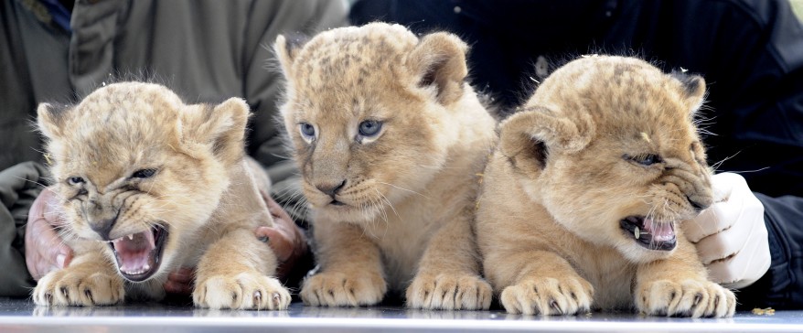 "Germany Lion Cubs"