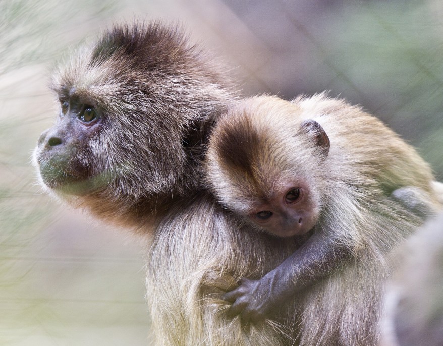 "Israel Capuchin Monkey"