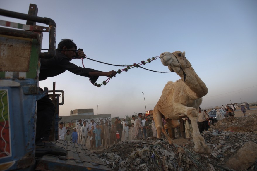 "Pakistan Camel"