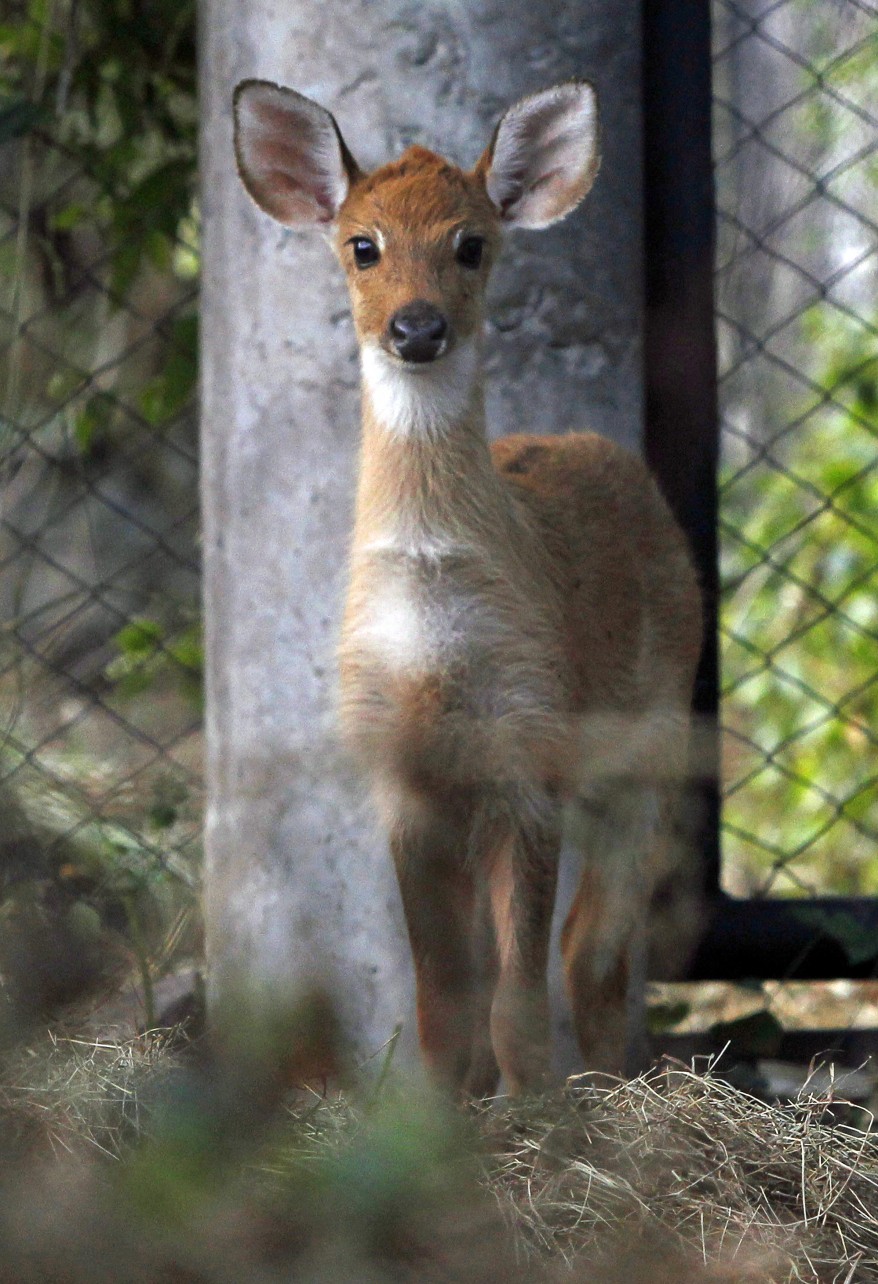 Thailand Deer