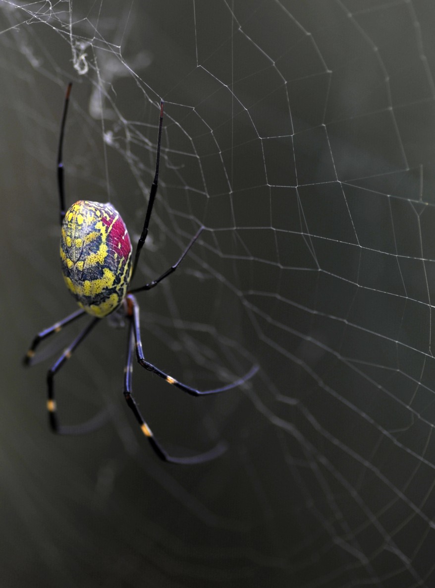 "Nepal Spider"