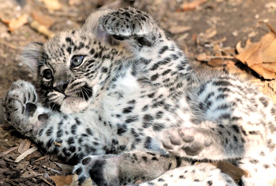 "Italy Persian Leopard"