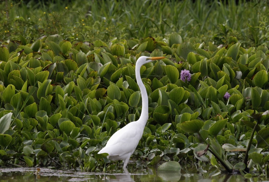 "Bolivia Egret"