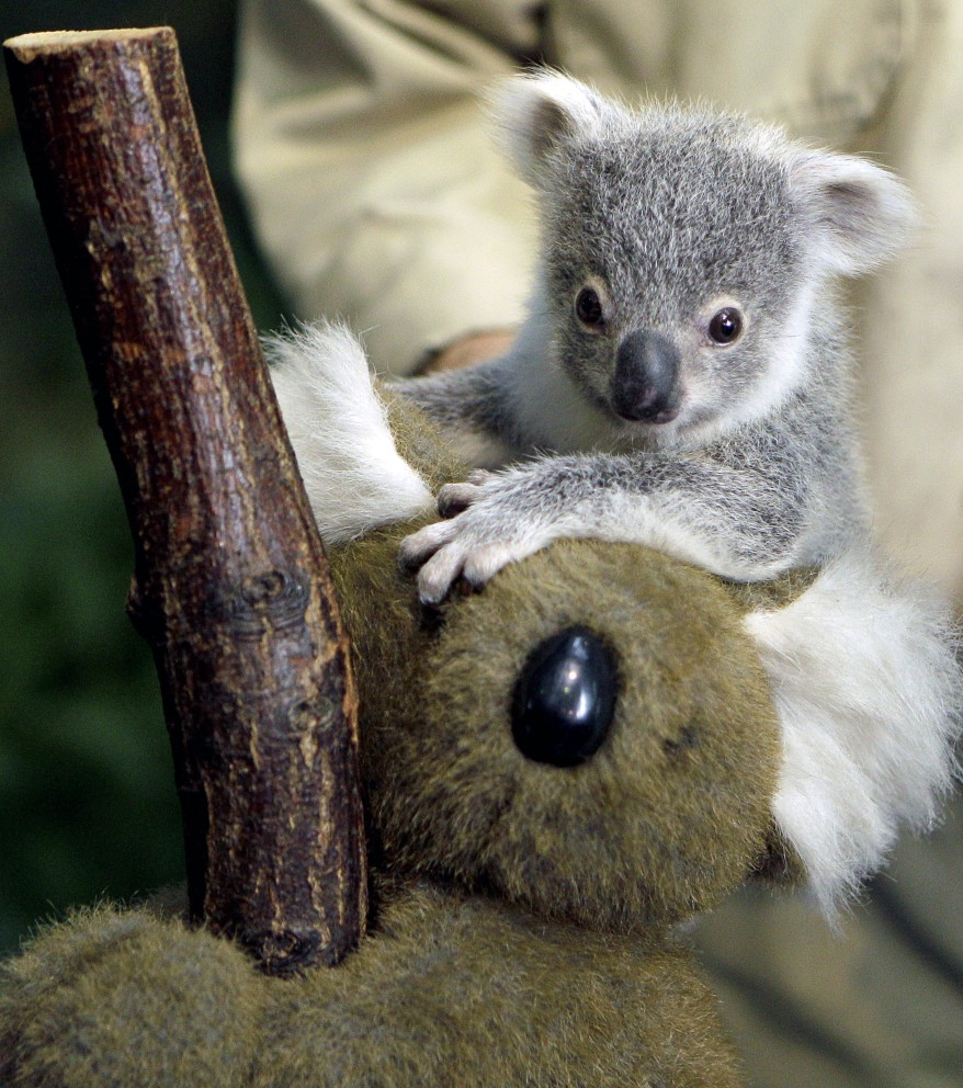 Koala Cub