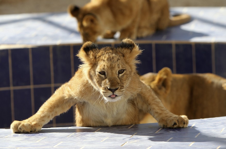 Lion Cub Jordan