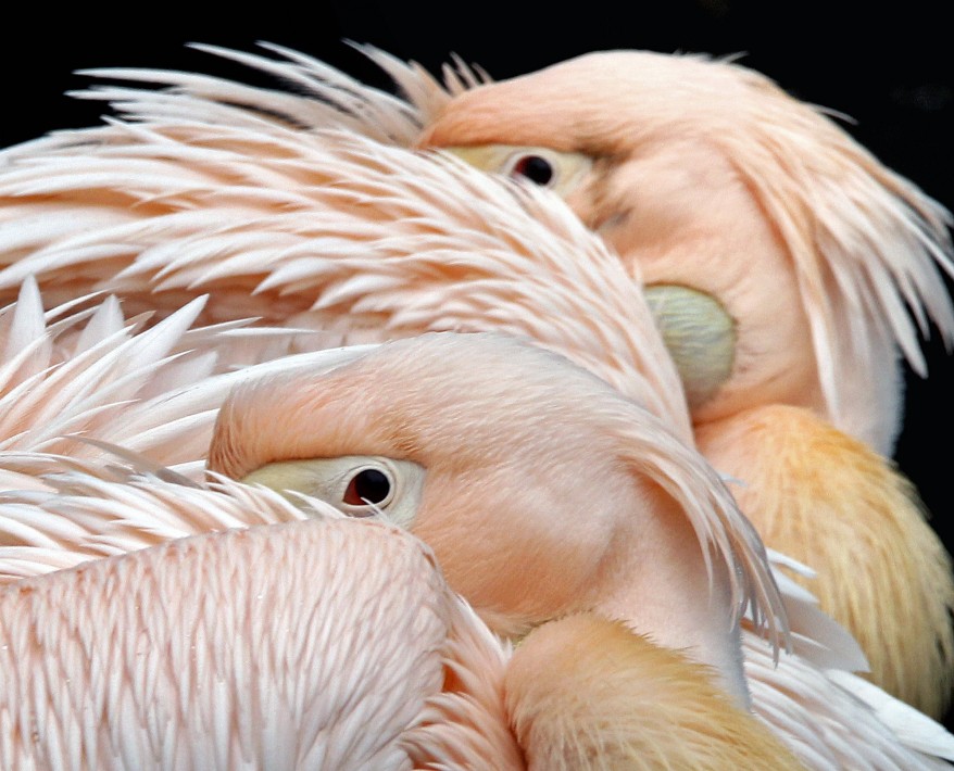 Germany Pelicans