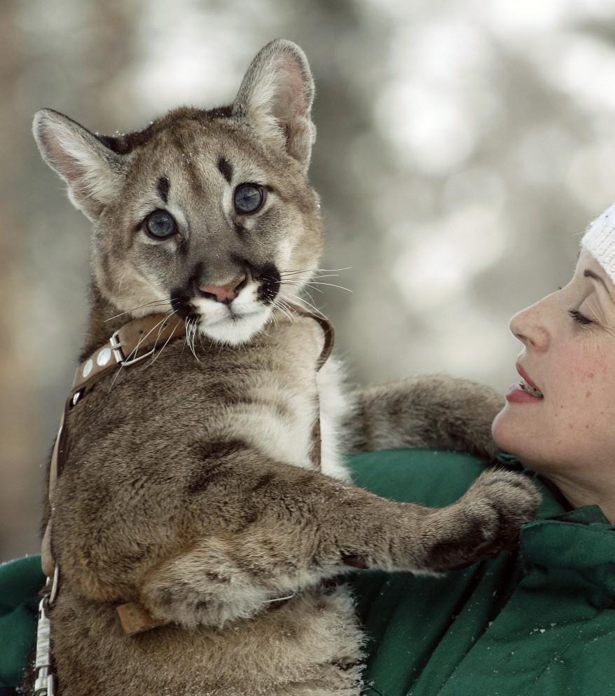 American Puma