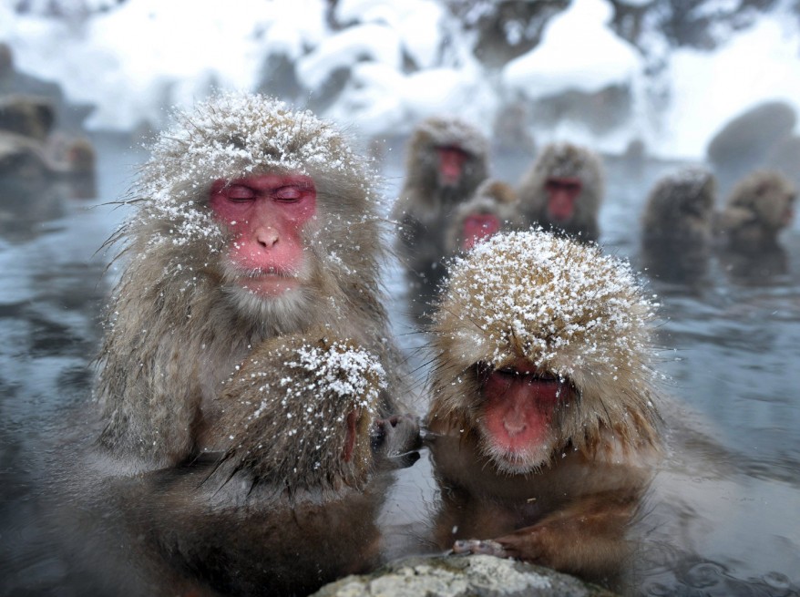 "Japan Wild Monkeys"