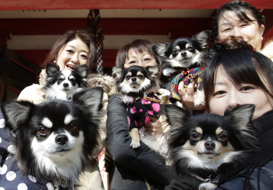 "Japan New Year Pets"