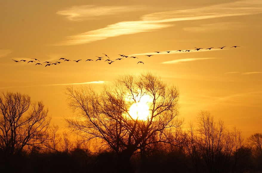 "Britain Wild Fowl"