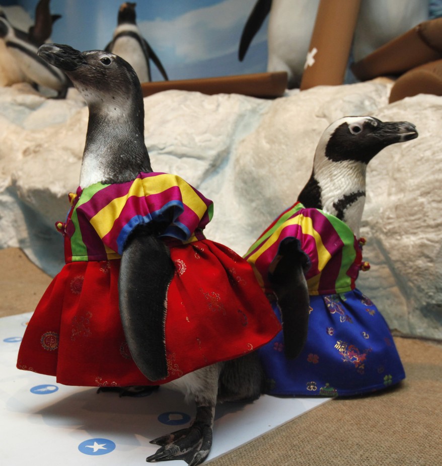 "South Korea Penguins"