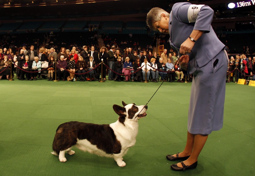 Westminster Dog Show