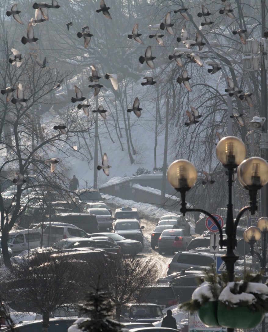 "Ukraine Pigeons"