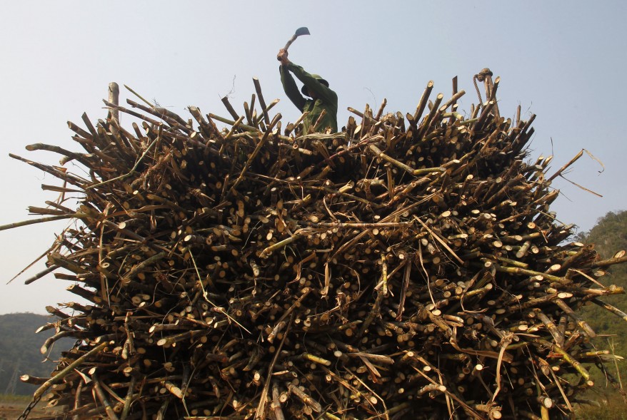 "Vietnam Sugarcane"