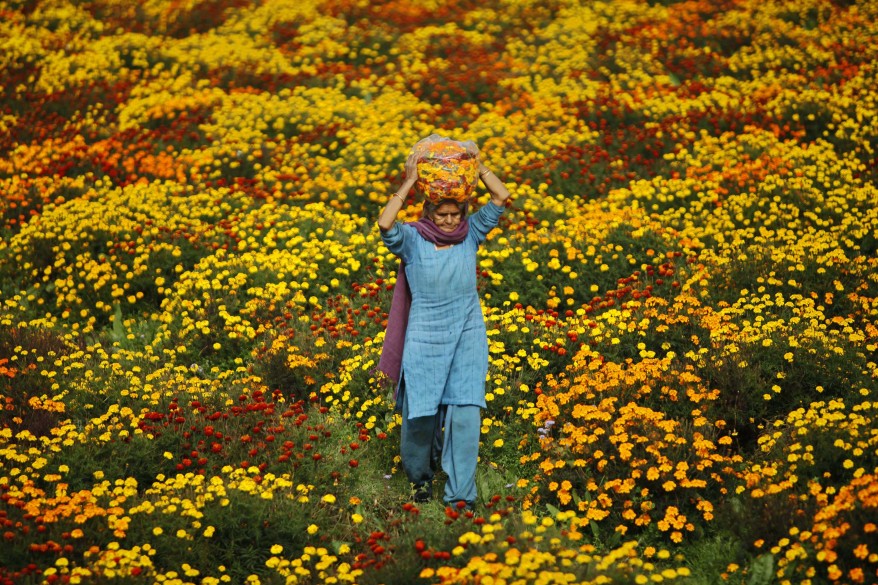 India Marigold Field
